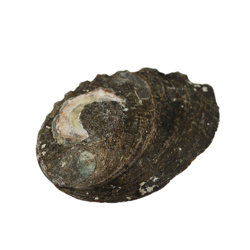 Natural Abalone Shell—Sacred Cleansing Bowl