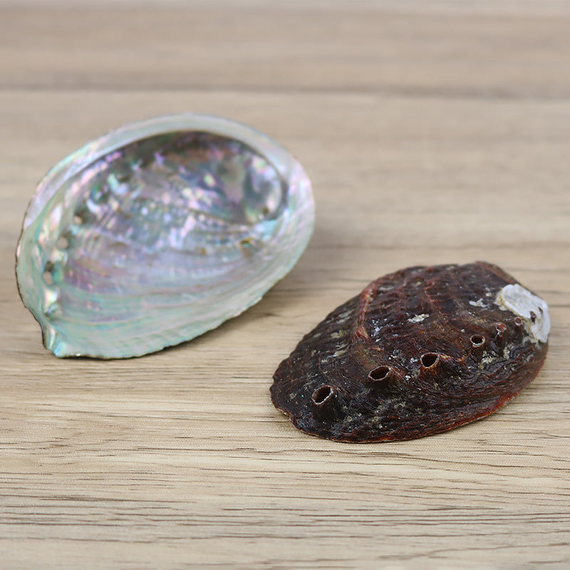 Natural Abalone Shell—Sacred Cleansing Bowl