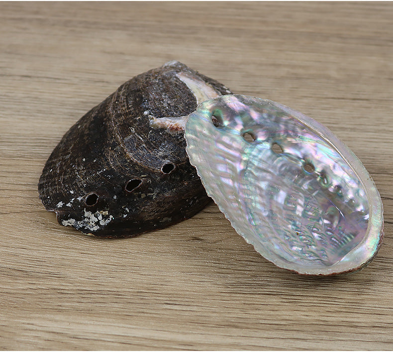 Natural Abalone Shell—Sacred Cleansing Bowl